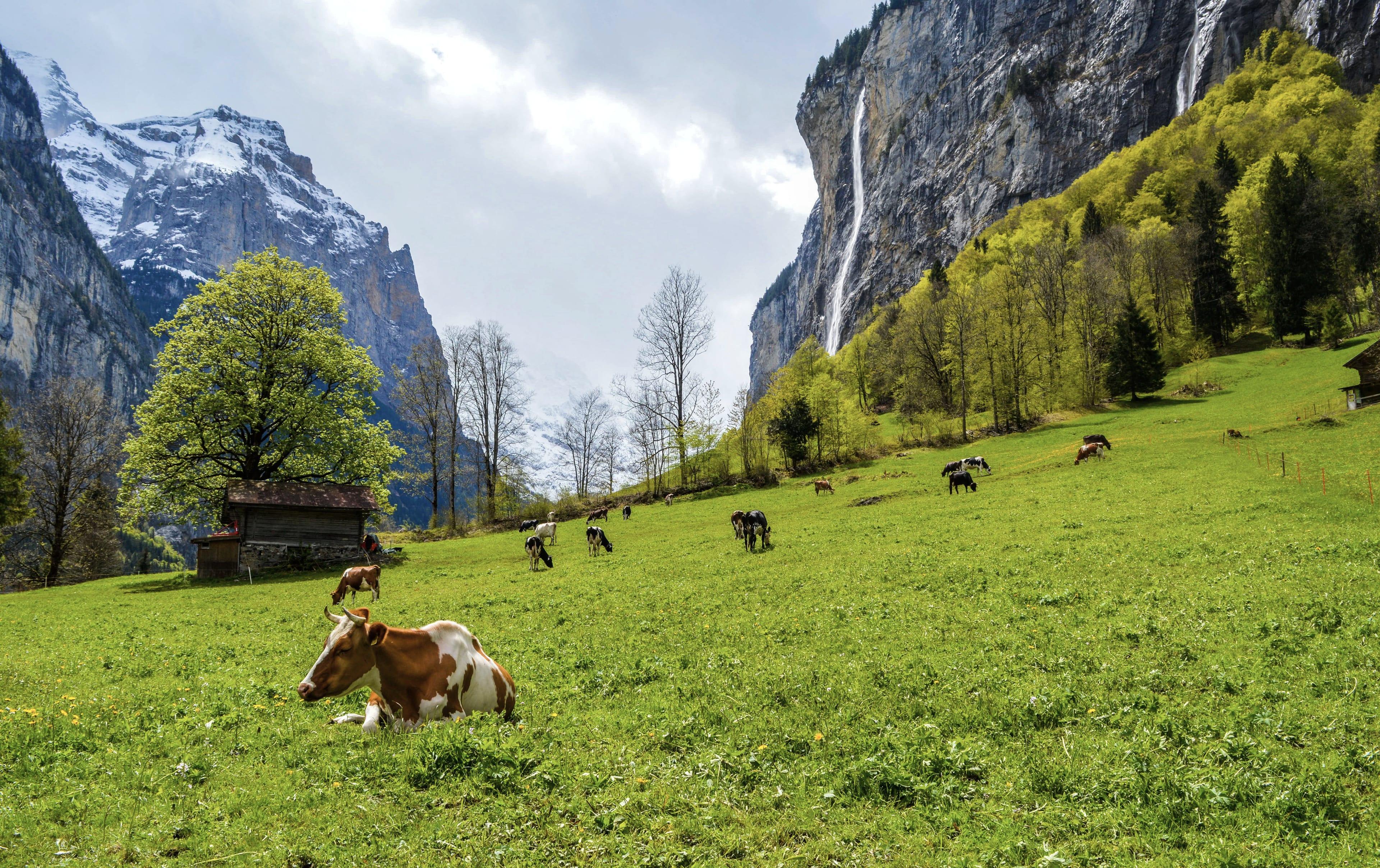 Sommerliche Almwiese mit weidenden Kühen, dahinter steile Felswände eines Alpentals